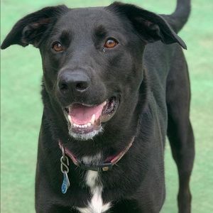 Meet your Posher, Penny